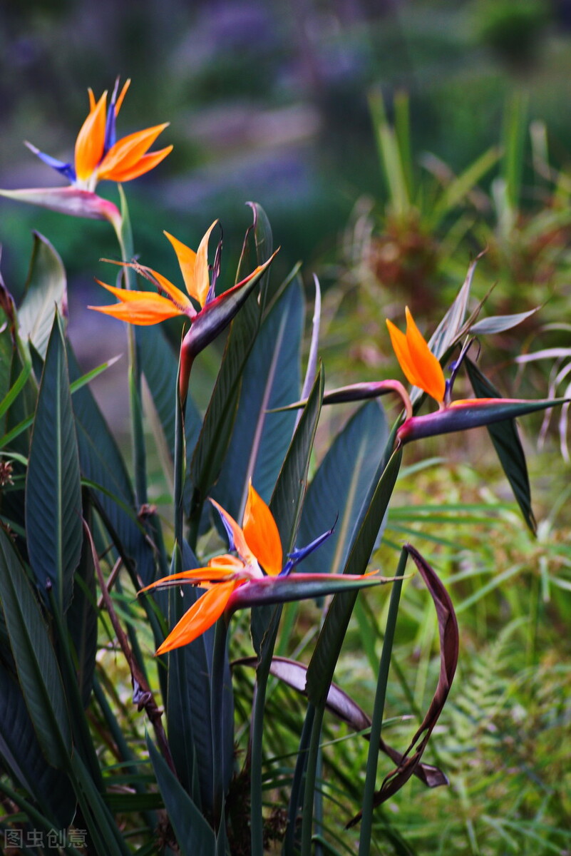 那些令人赞叹的庭院花卉,5种庭院生活方式的花卉
