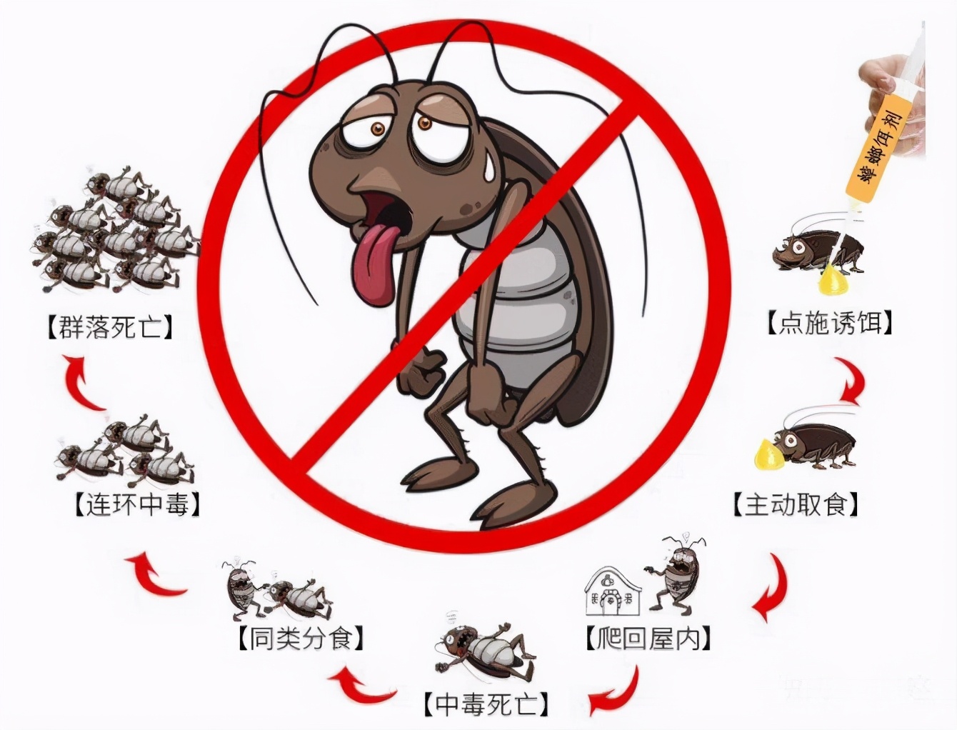 蟑螂的生命力到底有多顽强,蟑螂生命力为什么那么强