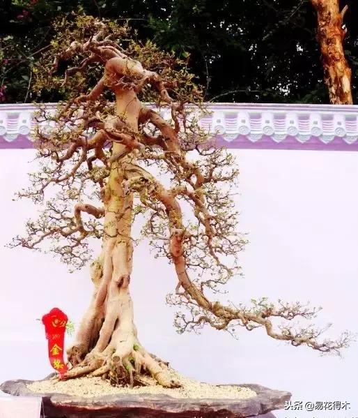 鬼斧神工的侧柏盆景图,鬼斧神工盆景效果图