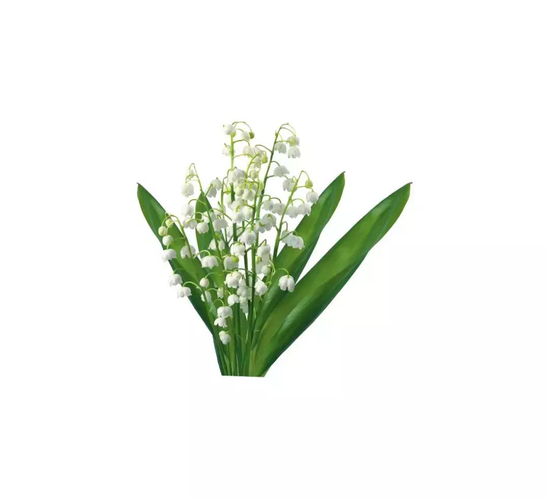 娇兰铃兰香水系列,娇兰铃兰香水哪一年的味道最好闻