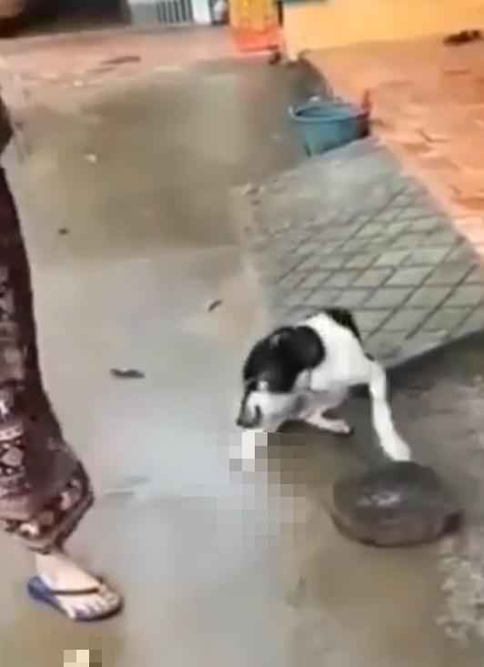 狗狗因为偷吃肉被主人打,越南狗被砍脚事件