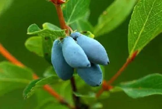 80后90后农村儿时零食野果,在海南儿时吃的野果还记得几种