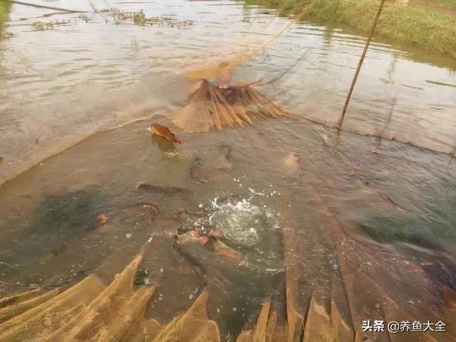 养金龙鱼过程马来西亚,马来西亚养金龙