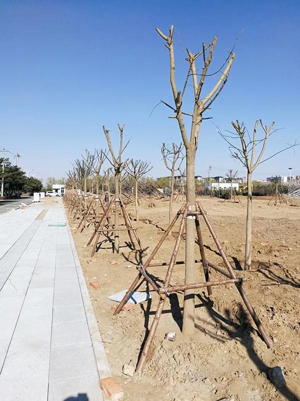 苗木栽植后应加强养护管理,苗木支撑加固方法