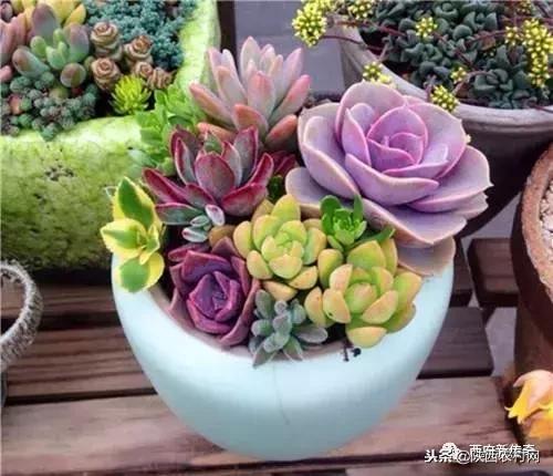 “老吴寻访西府奇人”：一片绿叶创大业