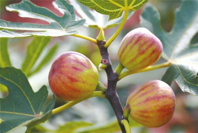 无花果种植技术和管理方法,无花果种植技术和管理