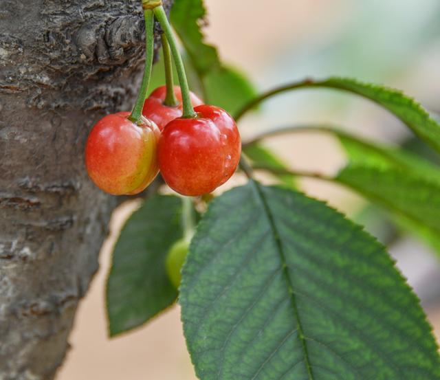 开封博爱网络樱桃节,博爱樱桃节是什么时候