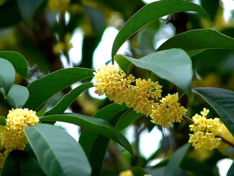 看过才明白为什么牡丹是国花,为什么有人说中国国花是牡丹