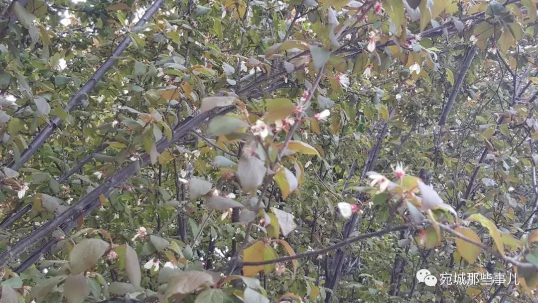 南阳老徐,河南南阳老徐最新视频