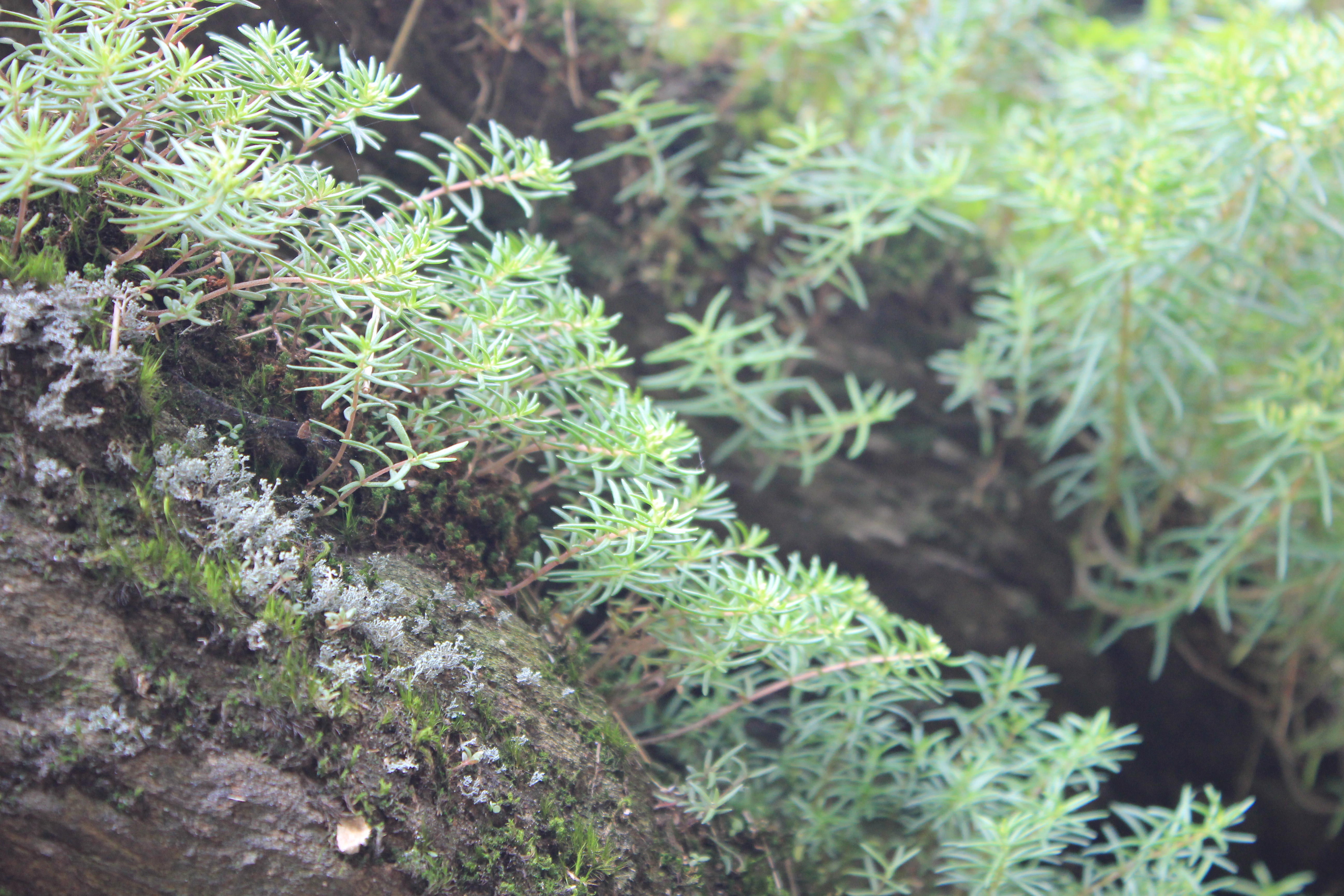 武汉周边避暑胜地｜端午武汉至咸宁九宫山2日自驾亲子游路线分享