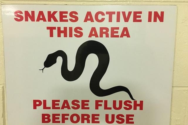 澳洲马桶出现蛇,澳大利亚遇到蛇要不要报警