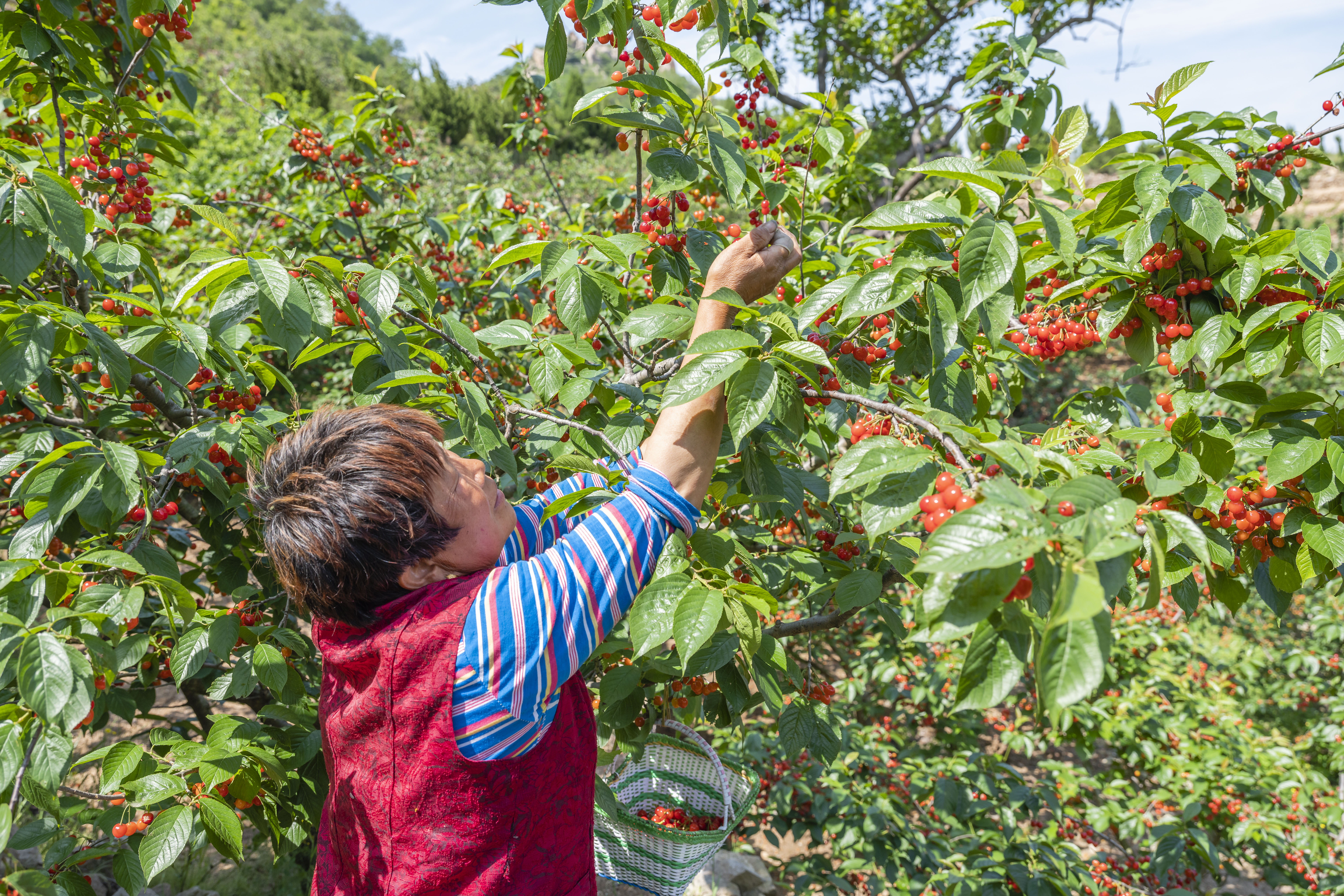 小樱桃缩果病,小樱桃的病后来是怎么治疗好的