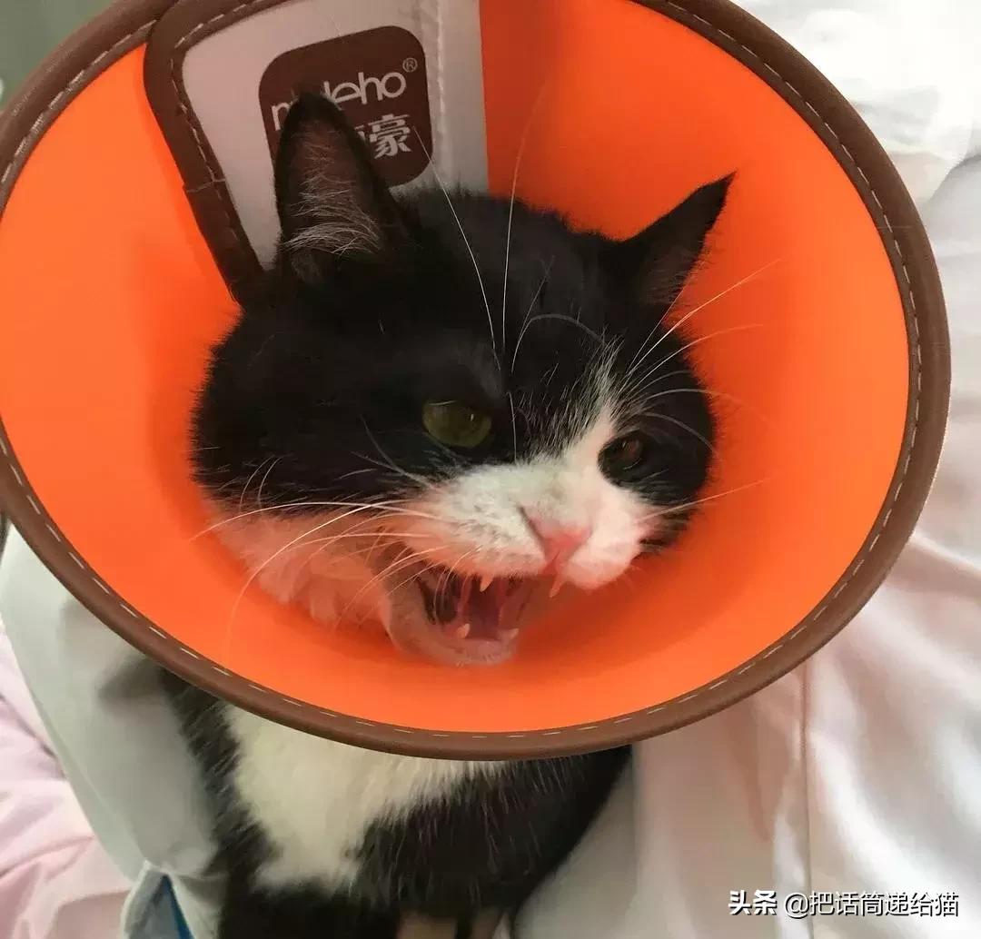 猫故事全集,猫故事小说