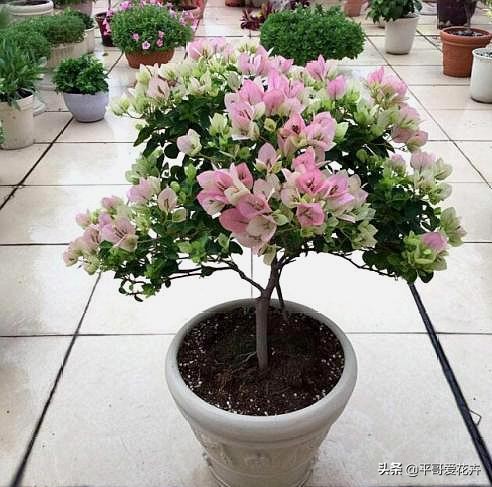 垃圾堆里捡回一盆花,垃圾变废为宝怎么养花