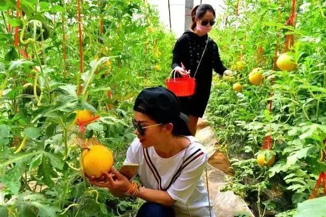 洛阳葡萄采摘最佳地点,最新洛阳附近可以采摘桃子的果园