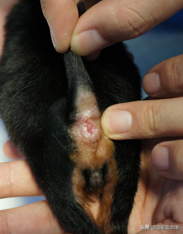 猫咪拉便便总弄到毛上怎么办,猫咪为什么突然到处乱拉便便