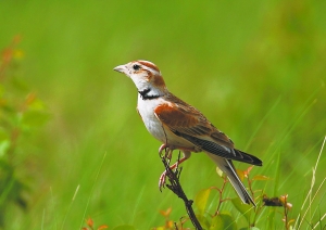 百灵鸟一般什么时候会飞,百灵鸟出壳1天喂什么
