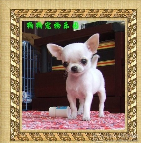 常见狗狗价格排行,狗狗价格以及品种大全