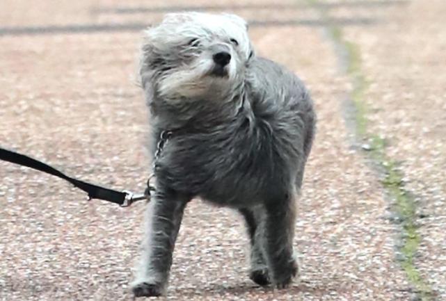 暴风雨“西娅拉”登陆英国，有人却在强风中作死遛狗