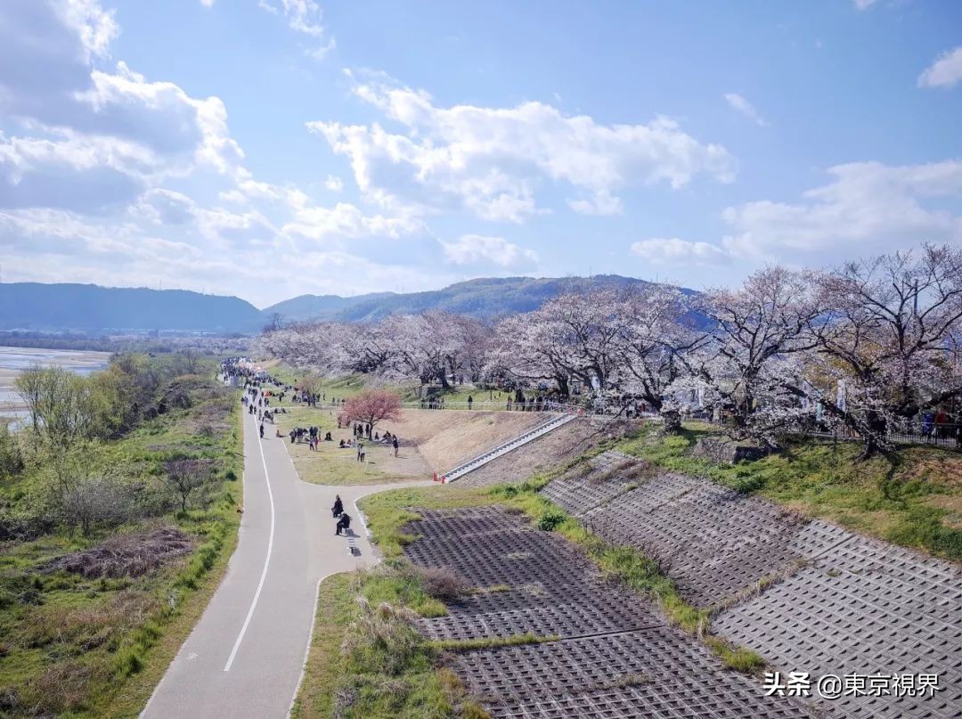 我在京都,攒下一整个春日的绝美樱色送给你。