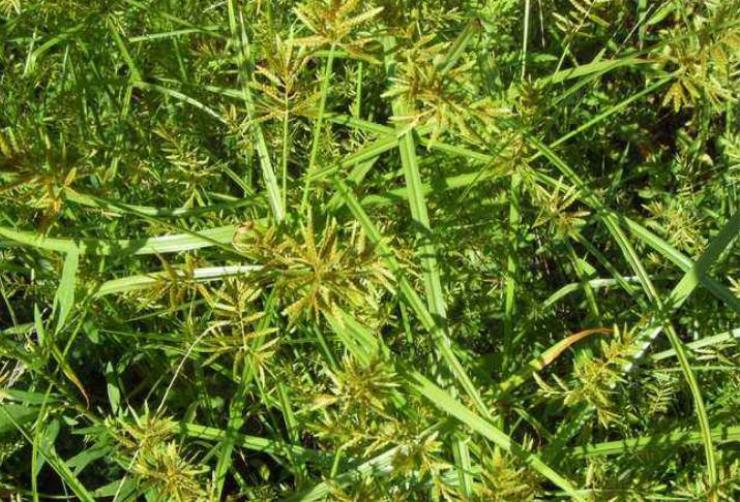 农村野外常见的尖叶恶性杂草,农田里常见的这种杂草