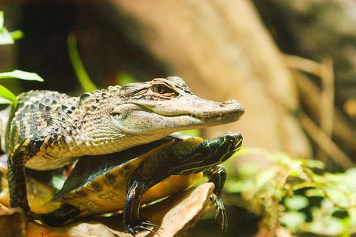 养小乌龟怎么注意温差乌龟不生病,乌龟怎样养才不容易生病