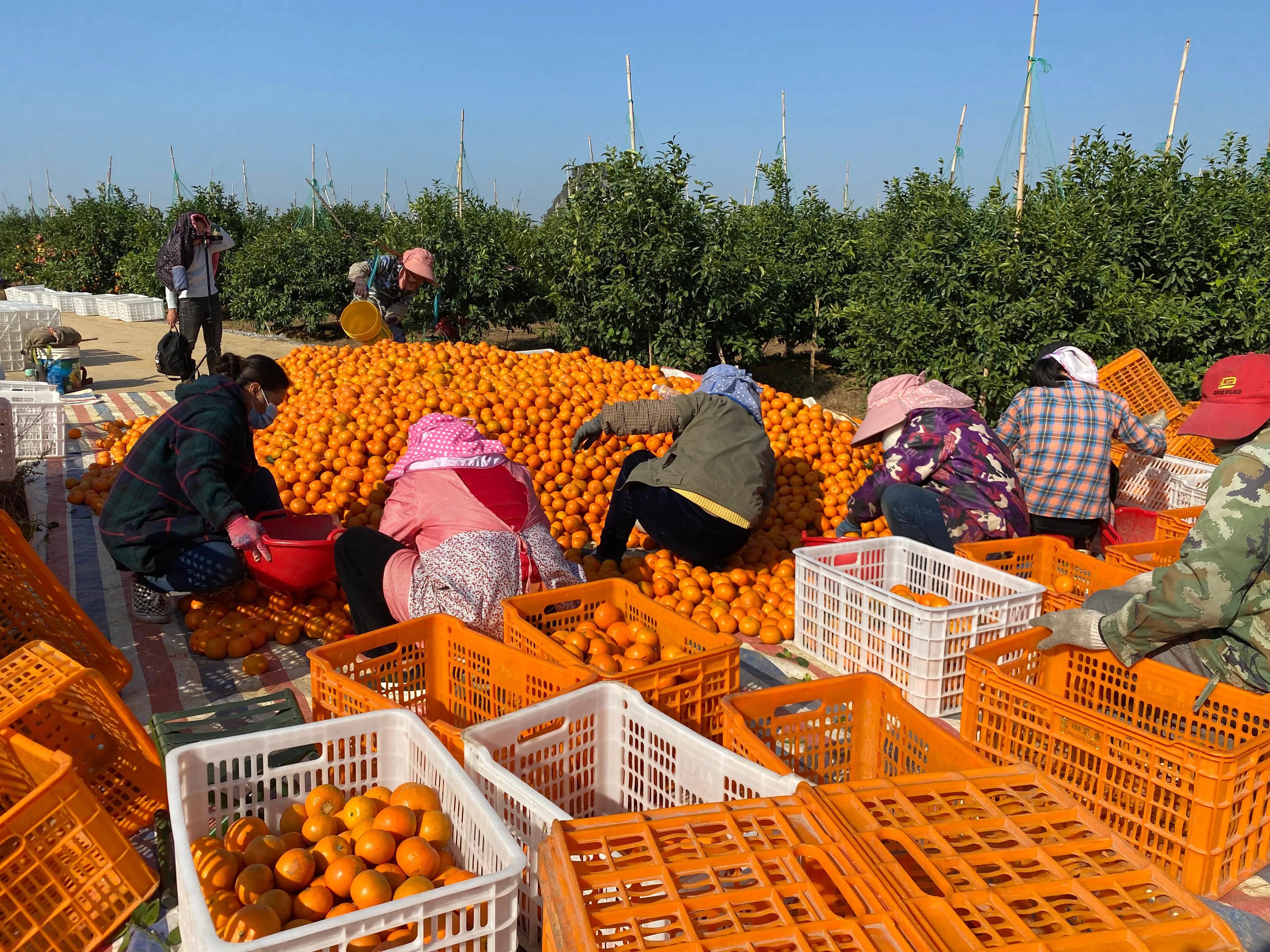 广西沃柑辟谣,在广西买水果