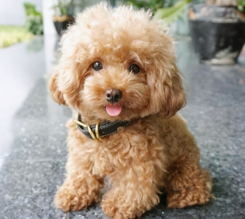 新手养什么狗小型犬便宜寿命长,什么样的宠物狗最好养温顺不生病