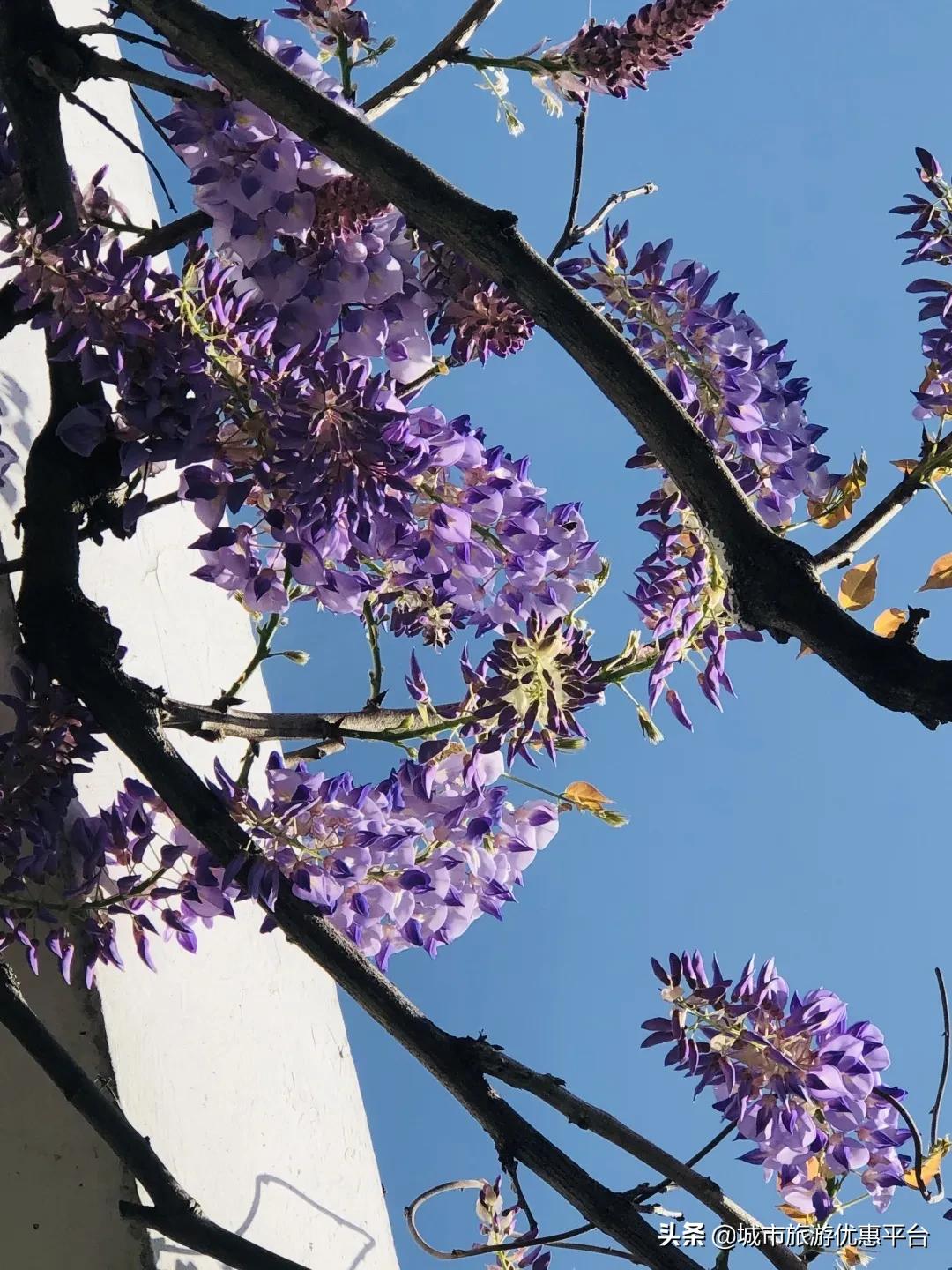 紫藤挂云木花蔓宜阳春下一句,紫藤挂云木花蔓宜阳春整首诗
