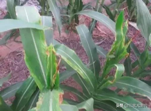 今年的玉米怎么办啊,玉米现在该怎么办