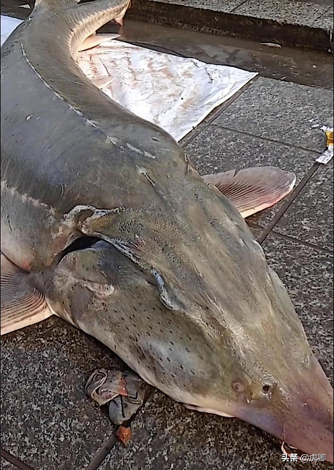 鲟鳇鱼国家保护动物吗,鲟鳇鱼国家保护