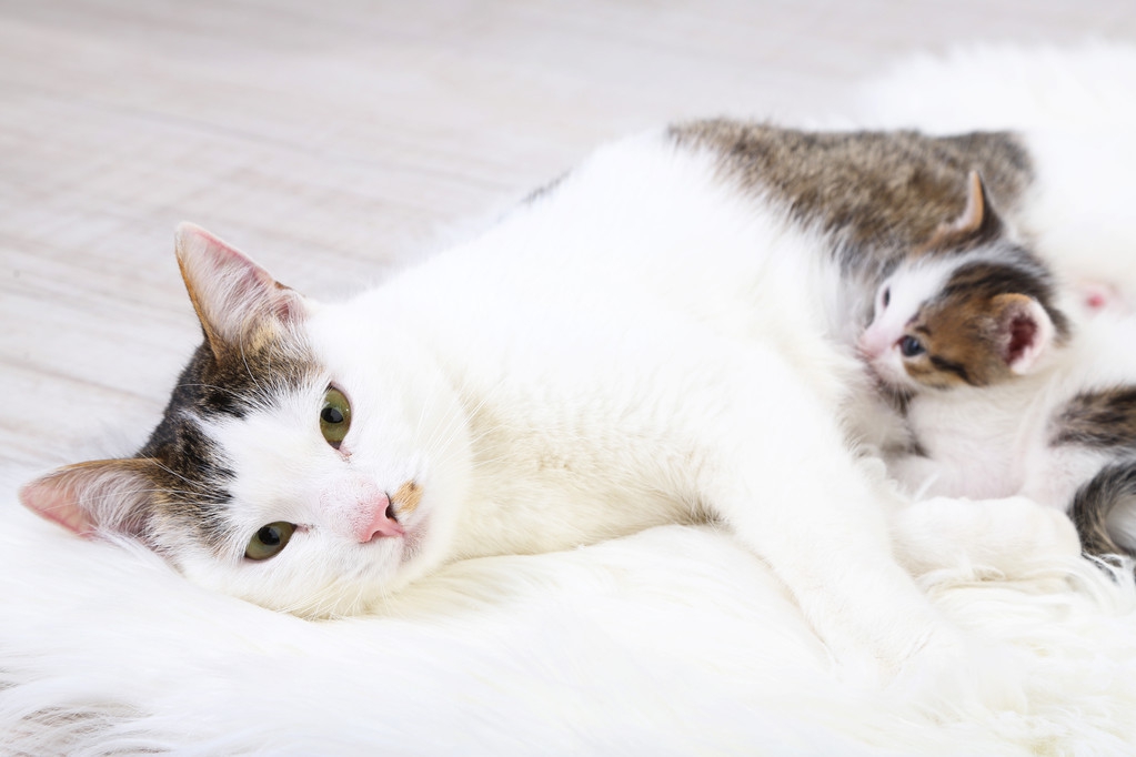 母猫绝育后三天没排便正常吗,母猫绝育第六天拉屎有血