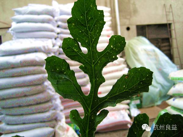 西瓜病虫害一本通表,西瓜红薯种植病虫害防治