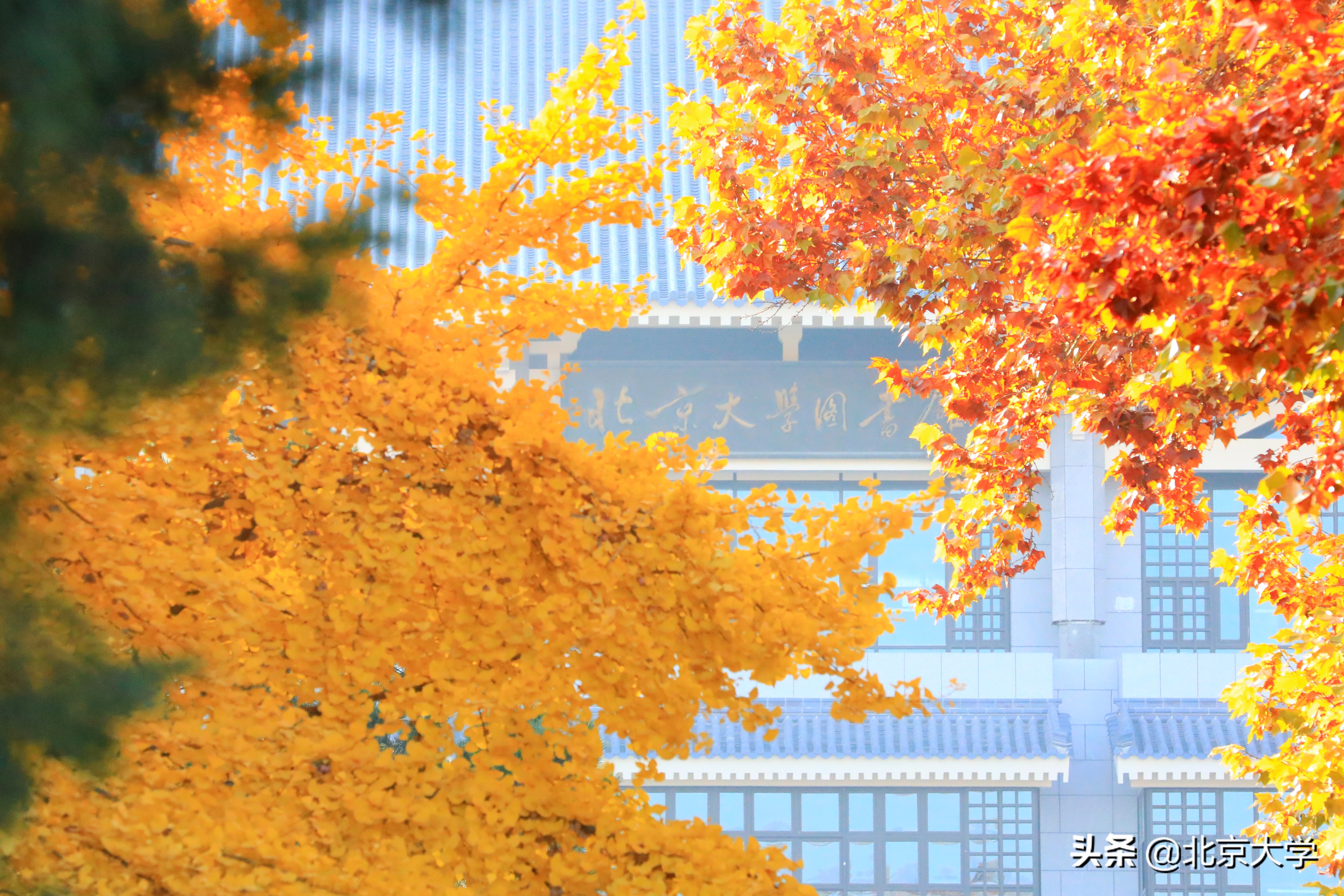 探园|燕园有多少个图书馆？