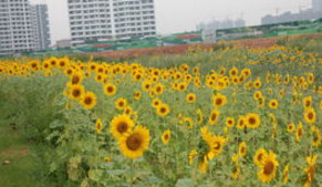 南戴河端午旅游攻略,端午出行海边攻略