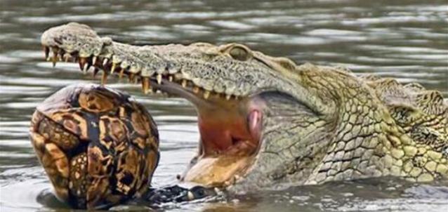 乌龟的天敌是什么动物,乌龟最怕的动物