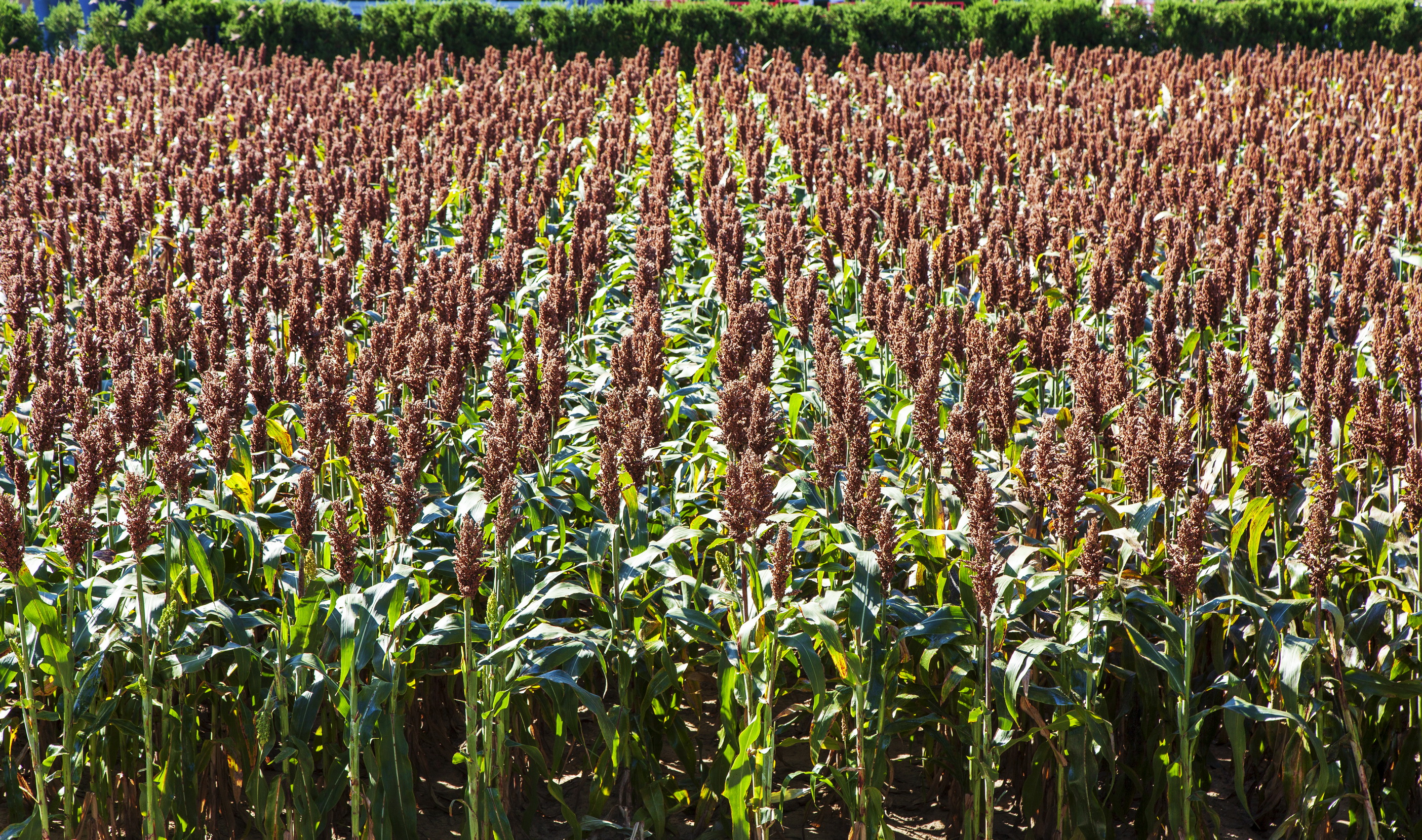 五坛八庙有先农坛吗,北京五坛先农坛