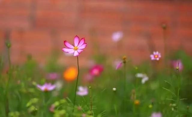 宁波敢死队徐翔的股票,宁波涨停板总舵主徐翔