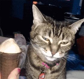 我家猫吞了根针险些丧命，这些东西千万别让猫碰