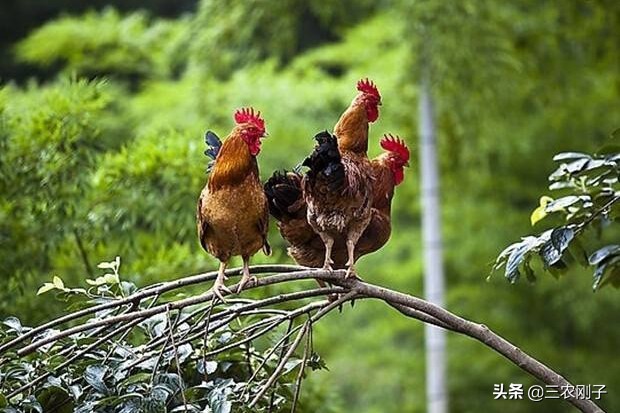 养殖土鸡的销售技术有哪些,土鸡市场销售模式