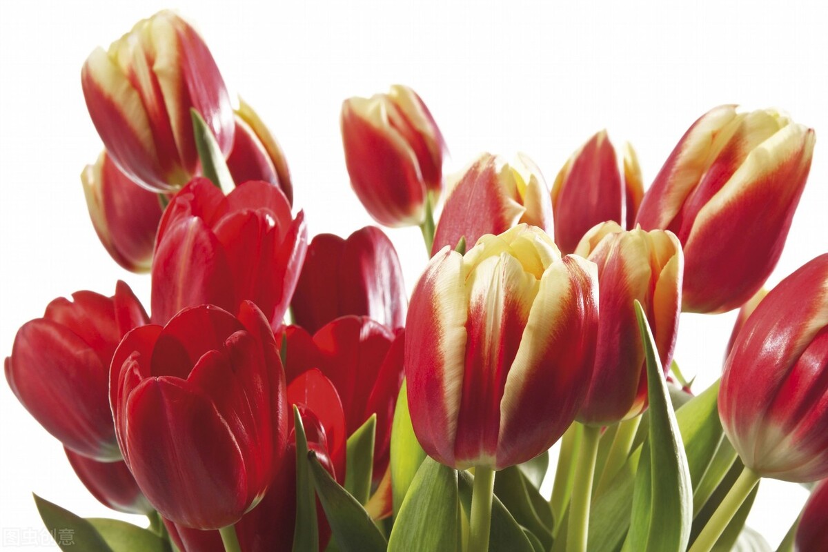 郁金香黄叶怎么回事,郁金香黄叶干枯怎么办