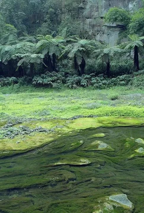 春笋人间四月天,人间四月天吃春笋