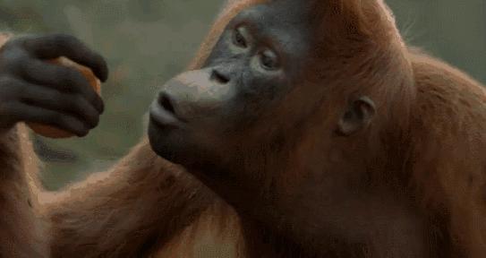 人类失去毛发的原因,人类为何全身几乎没有体毛