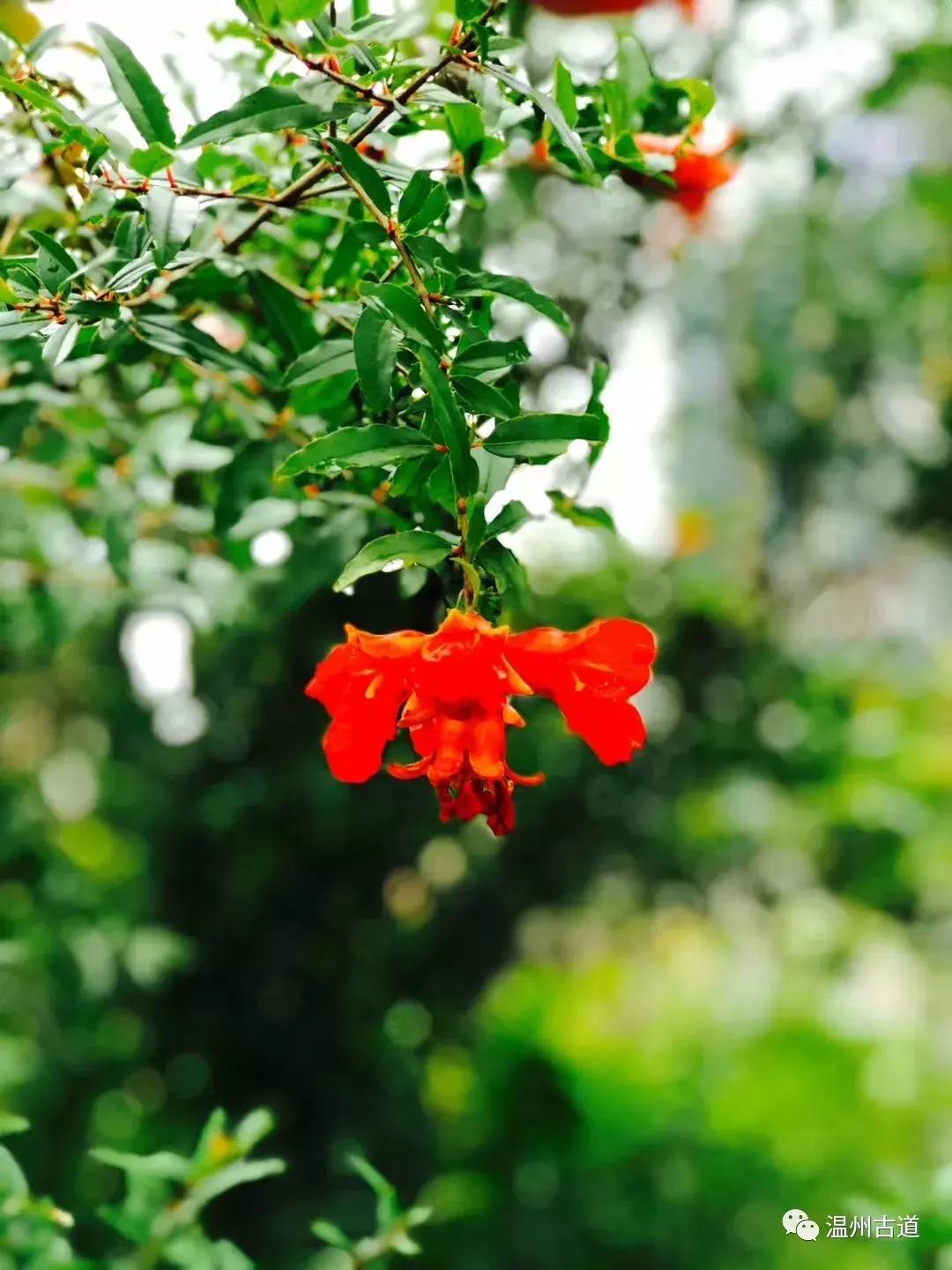 千年古村平阳县鸣山村古城夜景,平阳昆阳鸣山古村落