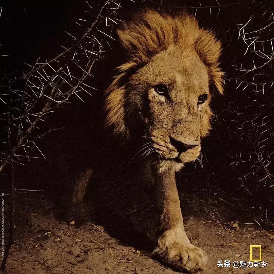 摄影欣赏:大开眼界,美国国家地理拉美官网的精彩大片