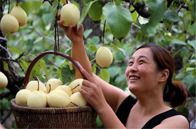 梨树病虫害防治一览表,梨树病虫害防治时间表最新