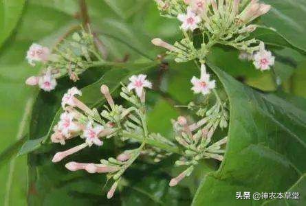 中医传奇——奎宁救康熙