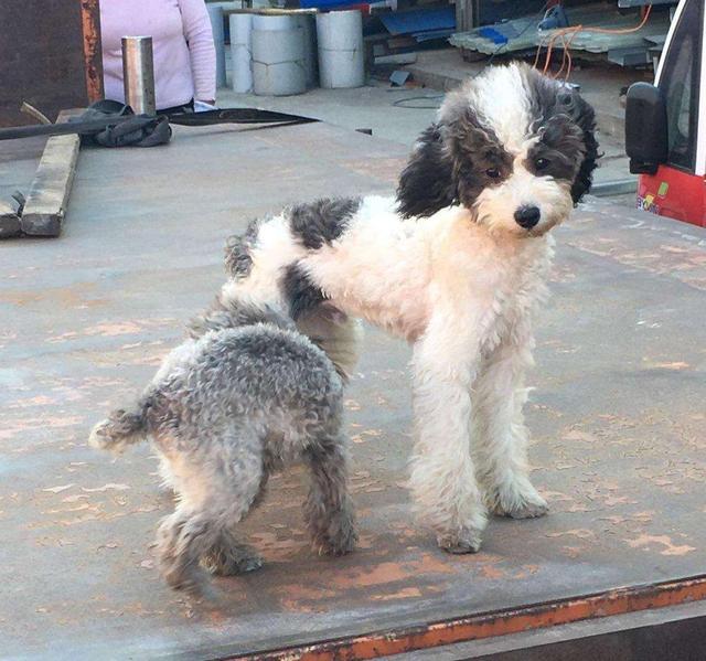 怎么挑选健康泰迪幼犬,怎么挑选健康的泰迪幼犬