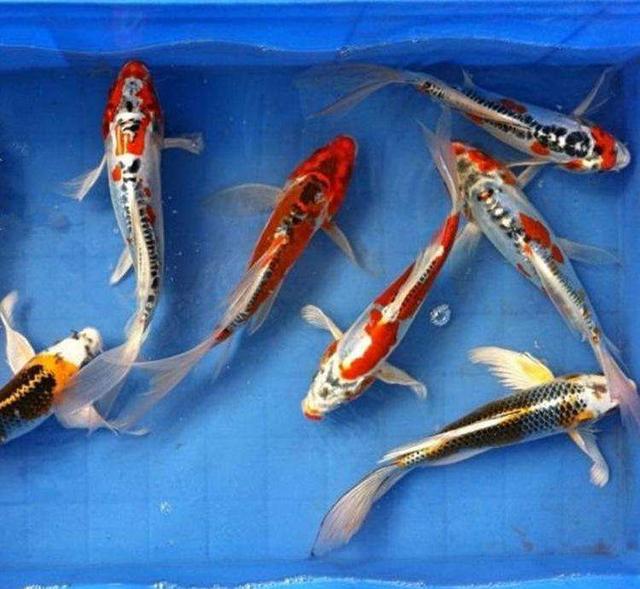 锦鲤鱼饲养不用过滤器可以吗,室内养锦鲤鱼要不要加盐