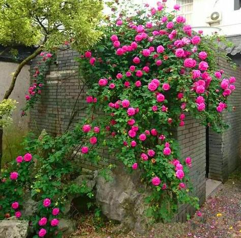 夏天植物开花没几天就凋零了，该怎么办？3点到位问题迎刃而解